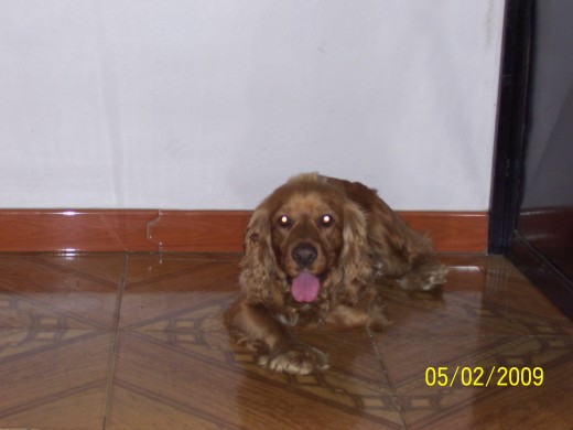 Este es mi perro Junko, un cocker spaniel ingles ya tiene 4 años conmigo y es muy amargado y agracivo.Pero con todos sus defectos y virtudes yo lo Adoroooo!!!
